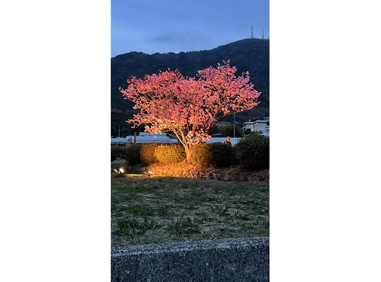 ハート桜