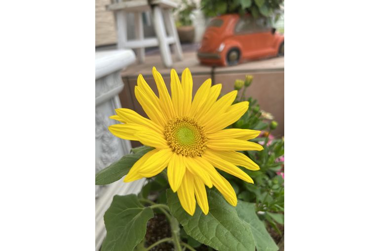 夏にピッタリ！ミニひまわり