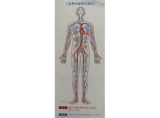 全身の血管の流れイメージ