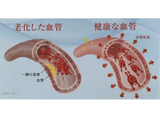 血管のイメージ